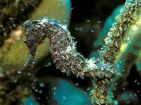 Camouflage | Every morning, this lined seahorse moved into a… | Flickr