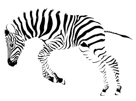 Baby Zebra Drawing by Nikola Marinkovic