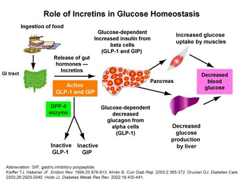 GLP-1: Actions on Beta-cell Mass and Function