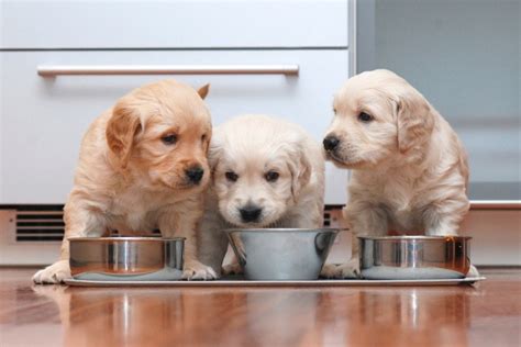 9 Best Puppy Foods for Sensitive Stomachs 2024 - Reviews & Top Picks ...