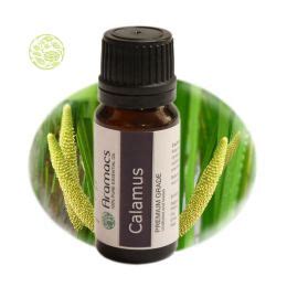 Calamus oil - Acorus calamus Holy oil