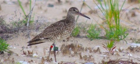 Tracking Willet Migration - BiodiversityWorks