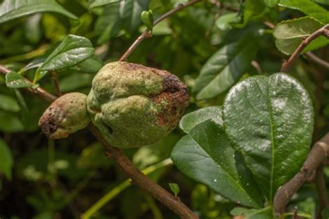 Pear Rust » Tips on Identification & Control