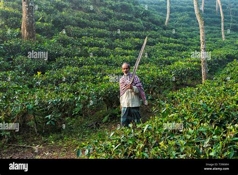 Srimangal tea hi-res stock photography and images - Alamy