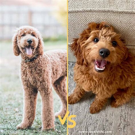 F1 Vs F2 Goldendoodle [Which Is Better] - Oodle Life