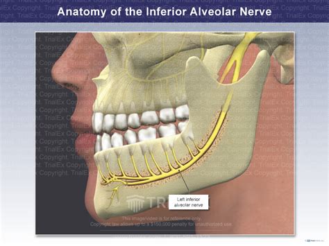 Anatomy of the Inferior Alveolar Nerve - TrialQuest Inc.