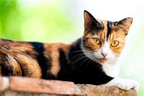 Types of calico cats - portbutler