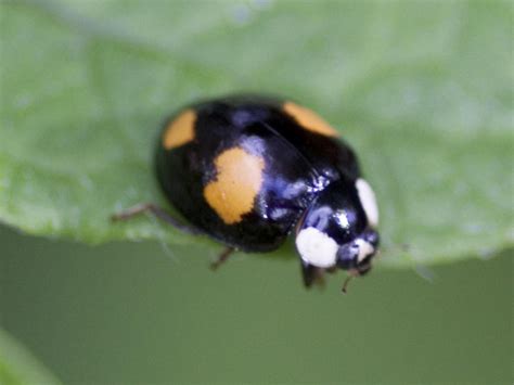 Swarms of Ladybirds with STIs have invaded the UK | The Independent ...