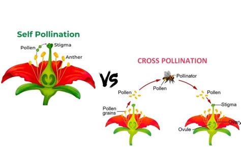 The types and methods of pollination in the plants in 2024 | Pollination, Online science, What ...