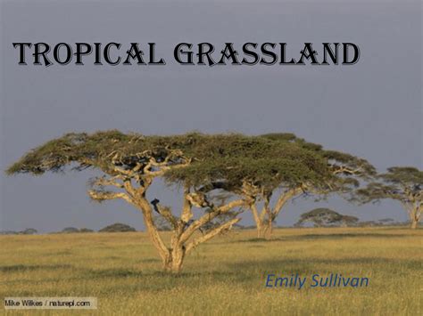 Tropical Grassland