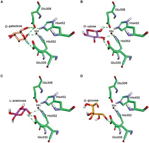 Frontiers | Exploring a Highly D-Galactose Specific L-Arabinose ...