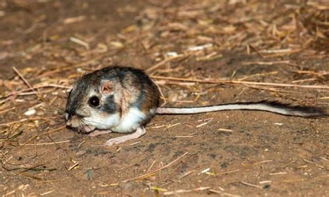 9 Smallest Rodents in the World - A-Z Animals