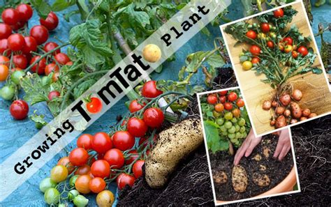 Complete Guide to Grow Tomatoes and Potatoes in a TomTato Plant. Urban Garden, Diy Garden, Grow ...