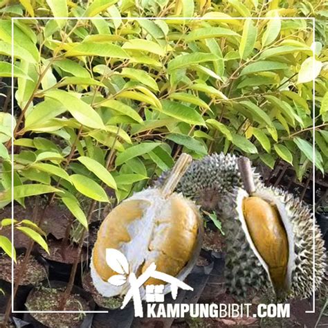 Download 75+ Gambar Durian Duri Hitam HD Terbaru - Info Gambar