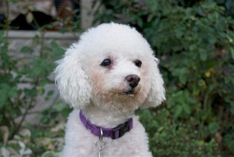 Adopt a pet: Bichon frise mix Maya is hHappy, huggable, adorable ...