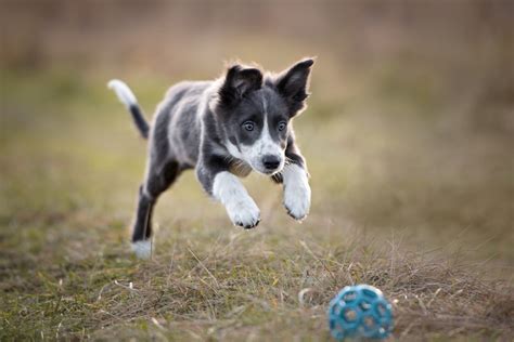 The 7 Best Cheap (Inexpensive) Dog Toys On The Market: Our Guide - Pawster