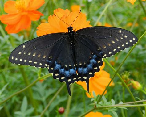 Papilio polyxenes, female (Black Swallowtail) | 나비