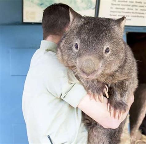 Huge Wombat