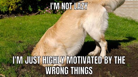 8+ Brilliant Golden Retriever Memes You Need To See