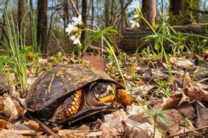 Box Turtle Habitat: How to Setup an Indoor & Outdoor Enclosure?