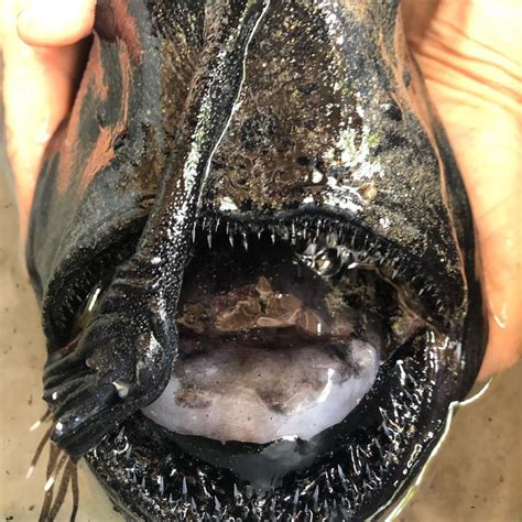 Horrifying deep-sea ‘football fish’ washes up on California beach - National | Globalnews.ca