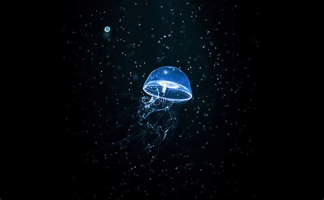 HD wallpaper: Animal, Jellyfish, Fish, Small, Dark Background, white and blue jellyfish ...