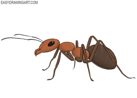 How to Draw an Ant | Easy Drawing Art | How to draw an ant, Ant drawings, Easy drawings