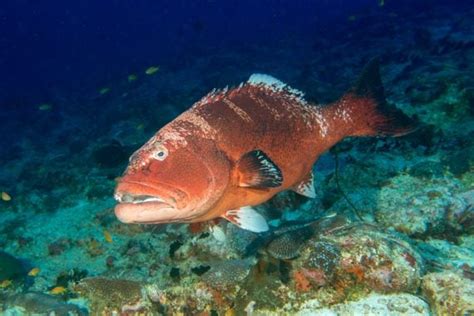 A Guide to the Different Types of Grouper - American Oceans