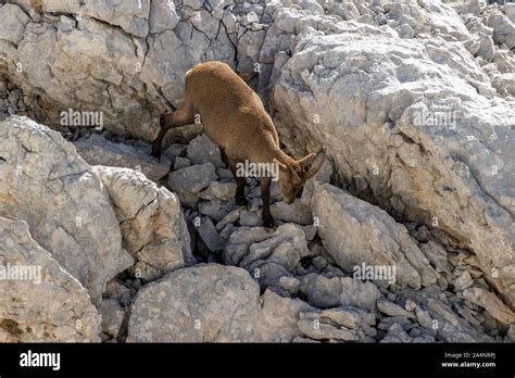 Young Ibex climbing high in mountains Stock Photo - Alamy