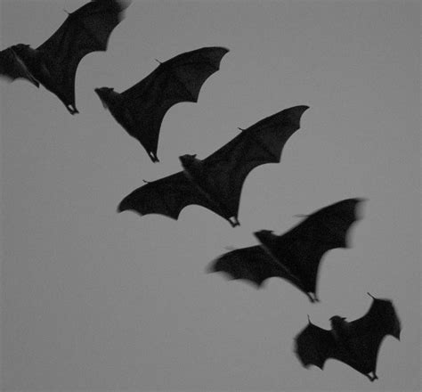 Image of formation of flying bats | CreepyHalloweenImages