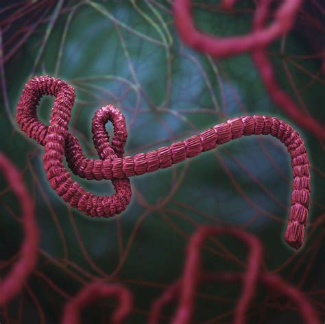 Ebola Virus Disease