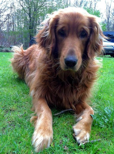 Ruby Red | Golden retriever, Golden retriever mix, Retriever