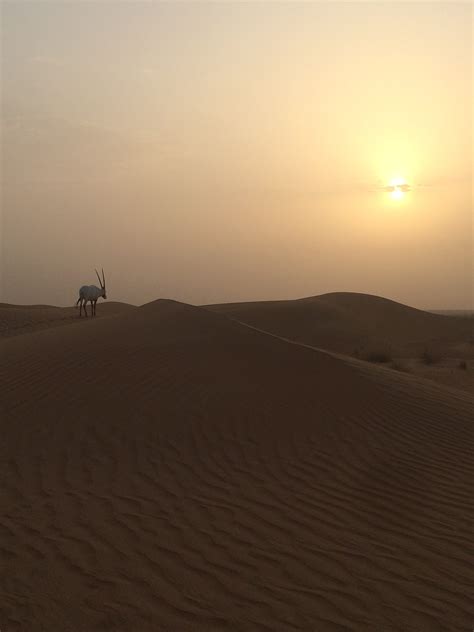 Visit Dubai Desert Conservation Reserve – Fit Sister