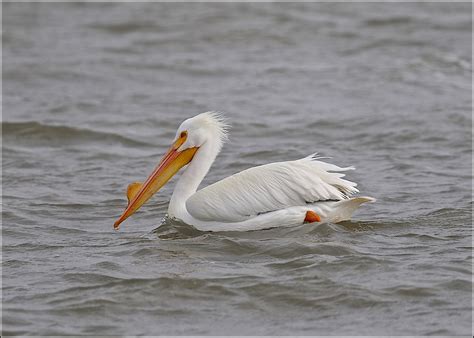 American White Pelican | BirdForum