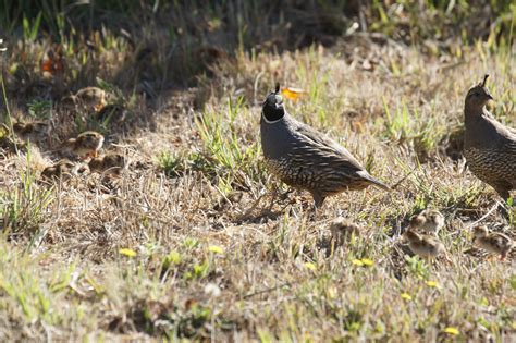 California Quail chicks, as photographed by Jim Garlock. – Mendonoma ...