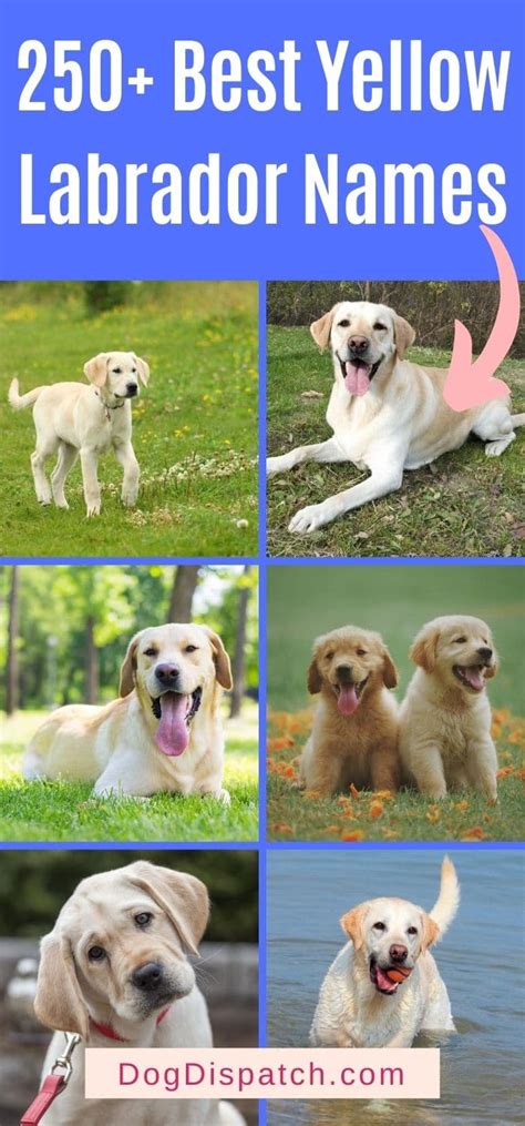 250+ Best Yellow Labrador Names (2022 Updated) - Dog Dispatch