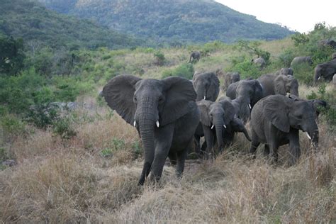 South Africa. Elephants, South Africa, Animals, Animales, Animaux, Animal, Animais, Elephant