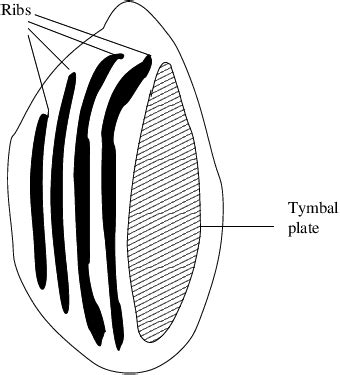 Simplified diagram of the tymbal | Download Scientific Diagram