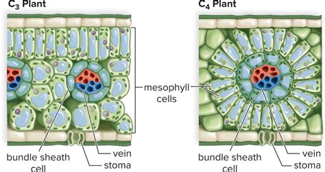 Bundle Sheath Cells