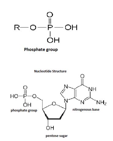 Nucleic Acid and Genetic Code - Structure and the Functions