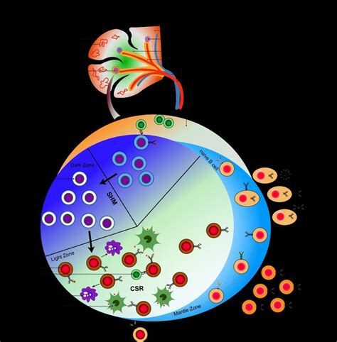 Schematic illustration of morphology of the germinal center from the ...