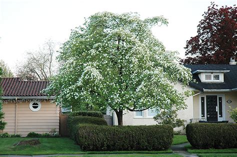 Pacific Dogwood (Cornus nuttallii) in Toronto Etobicoke Mississauga Vaughan Brampton Ontario ON ...