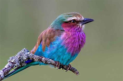 22 Of The World’s Most Colourful Birds | Bird Spot