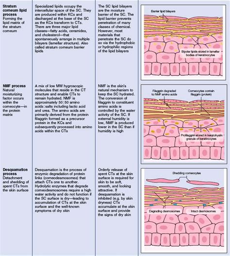 Cosmeceuticals: Function and the Skin Barrier | Plastic Surgery Key