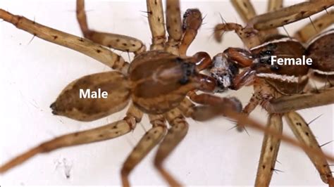 Male mating behavior in the gift-giving spider Paratrechalea ornata ...