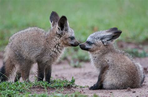 Bat Eared Fox Pups Snout to Snout | Sean Crane Photography