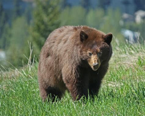 Canadian Black Bear Photograph by Paul Clarke