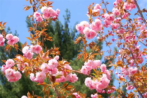 11 Pink Flowering Trees for Your Yard