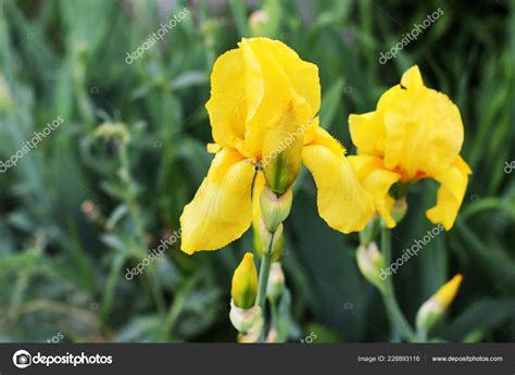 Beautiful Irises Garden — Stock Photo © amor7 #228893116