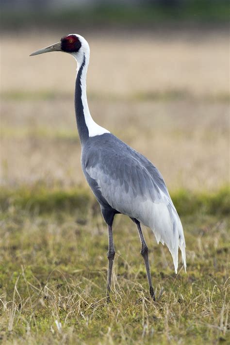 Image result for white naped crane | Vogels